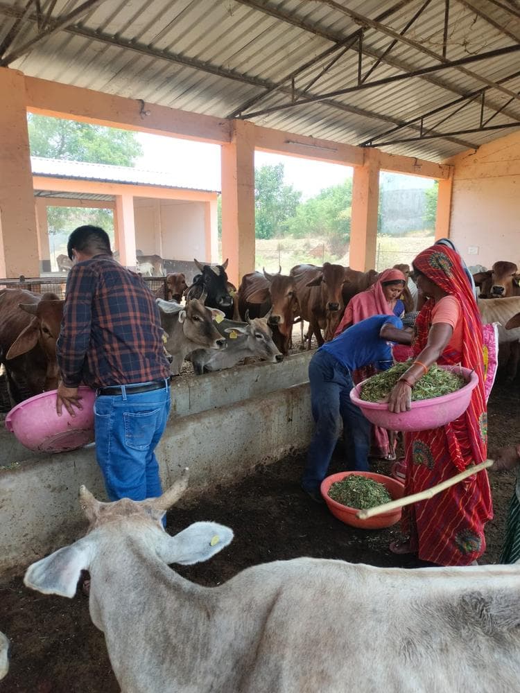 Gauseva