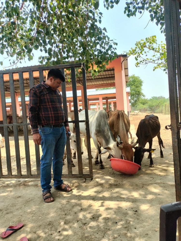 Gauseva